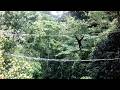 Orangutan uses canopy bridge to cross a road in North Sumatra | SWNS