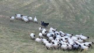 Herding: Australian Shepherd Chaplin & Flame - Schafe hüten (2)