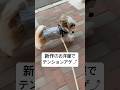 【シーズー】新作のお洋服を着てテンション高めなはに丸　#シーズー #shihtzu #可愛い #お散歩 #dog #癒し #犬のいる生活