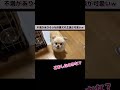 保護犬がママに吠えてきた理由は…？ #shorts