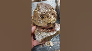 Texas ammonite block#texasfossilfinder