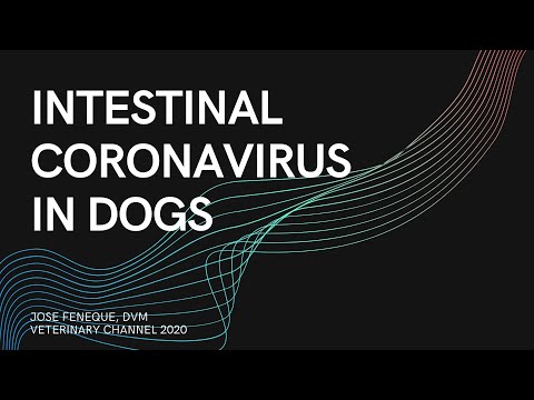 veterinarian-explains:-intestinal-coronavirus-infection-in-dogs-|-canine-coronavirus