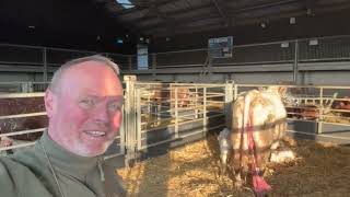 A shocking moment from Shorthorn Felicity