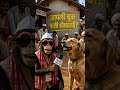 कुत्र्याचा लग्नानंतरचा अनुभव | गावठी Reporter | #monkeyinterview #funnyvideo