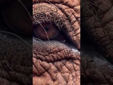 Elephant Crying