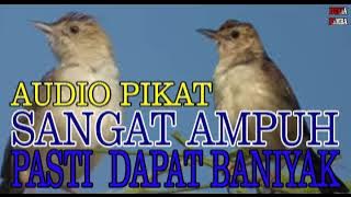 Pikat Ampuh Cici Padi dan Ciwah|Ciblek Sawah|Kecici Belalang|Audio Kecici Sawah Gacor
