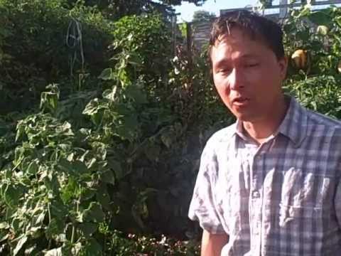 Video: Malabari spinati koristamine – millal aias Malabar-spinatit korjata