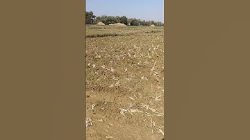 Wheat crops #ytshorts #shorts