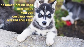 10 Dinge, die du über den Husky vor der Anschaffung wissen solltest!