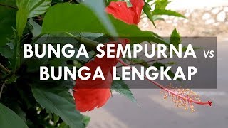 Bunga Sempurna Dengan Bunga Lengkap Apa Bedanya