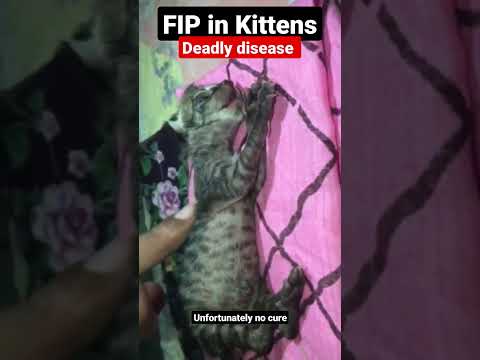 FIP ( Feline