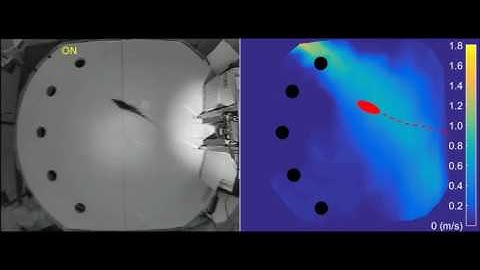 Rats Use Whiskers to Follow Airflow