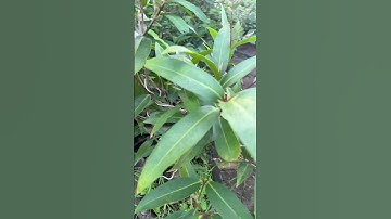 Cây Mận lý bonsai | 0386569374 - Ngọc Ngân Bến Tre | Chuyên cây độc lạ