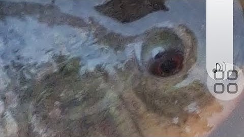 Câu cá rô phi ngay ổ cá ăn vũ bão cong cần rít cước 