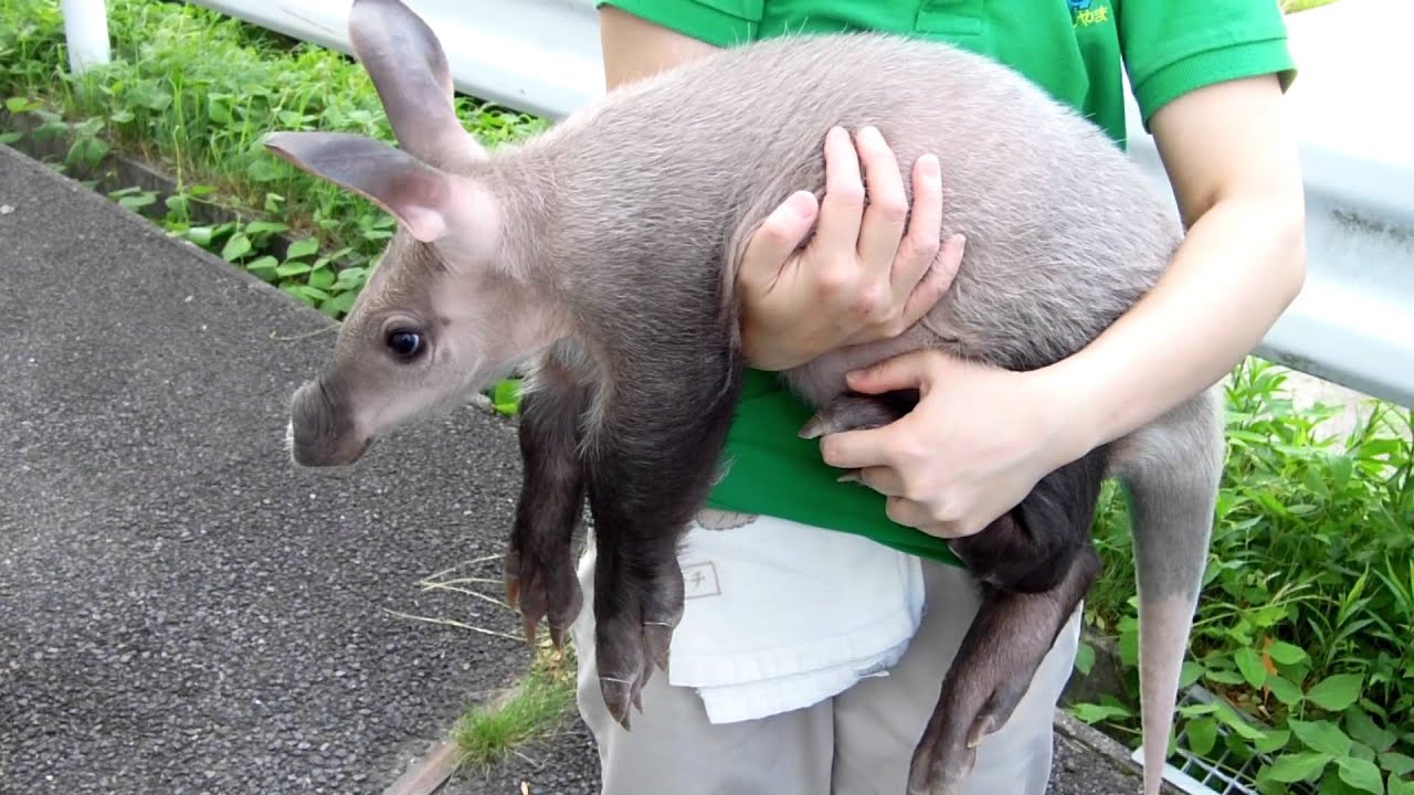 ツチブタは弱いからピグレットのモデル 動物園で見られる場所は 生物モラトリアム