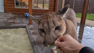 Puma Messi visiting Gerda