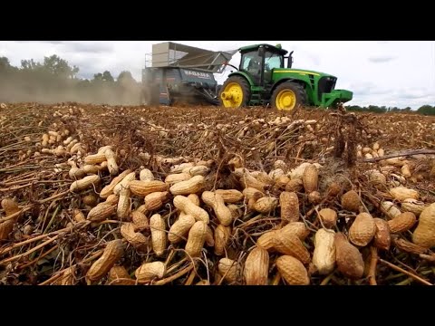 فيديو: هل يمكنك زراعة الفول السوداني في الشمال الشرقي؟
