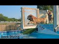 Goldens Go Dock Diving 