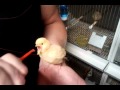 Ручное кормление птенцов