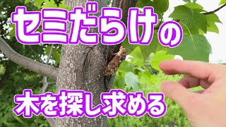 大阪で大量のセミが集まる1本の木を探しながら、片っ端からセミを手づかみで捕まえていく