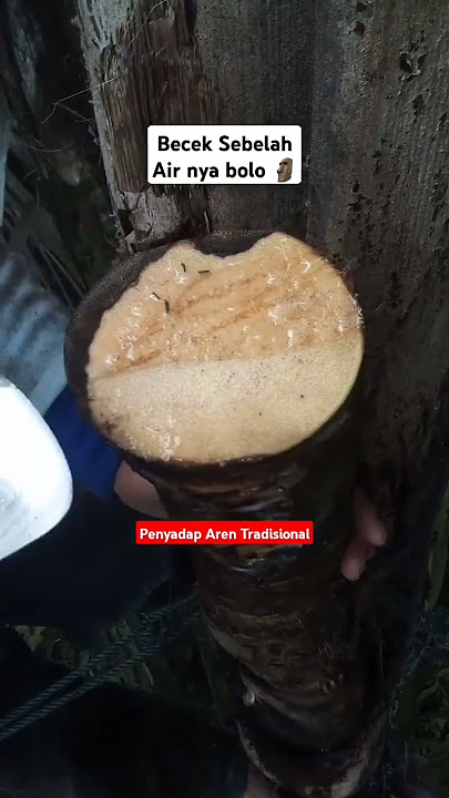 BECEK SEBELAH AIR NYA BOLO 🗿 ||PENYADAP AREN TRADISIONAL #manggararen #penyadaparen #becek #muncret