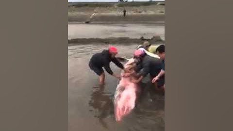 Giải cứu Cá Voi ở Giao Thủy...