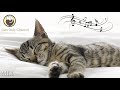 10 heures de musique relaxante pour les chats  musique de harpe pour calmer les chats