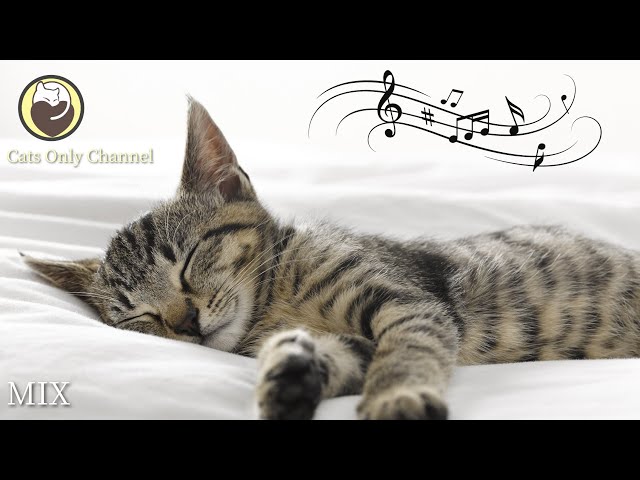 10 Hours of Relaxing Music for Cats - Harp Music to Calm Cats class=