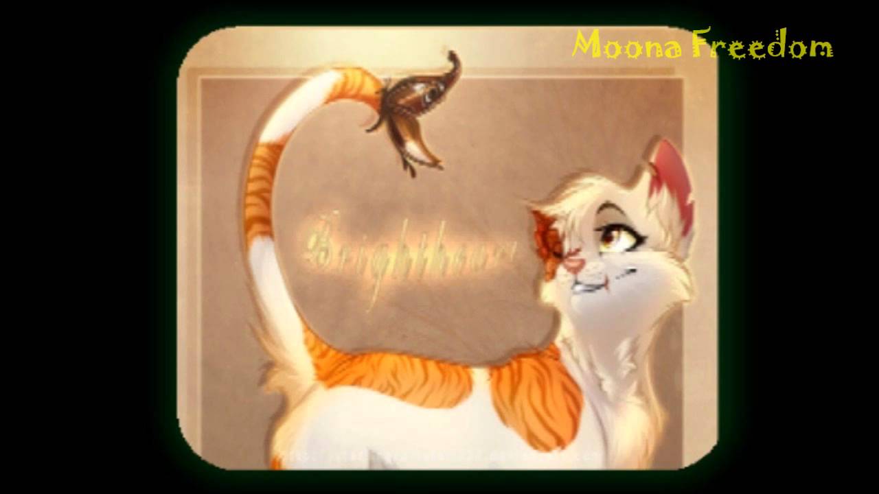 Калина коты воители Калина коты воители