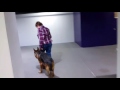 Best Dog Training Kitchener, Cambridge, Guelph Best Dog Training Kitchener, Cambridge, Guelph