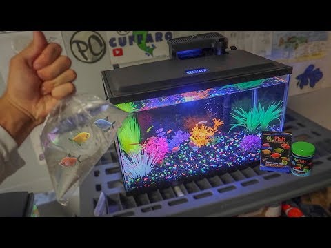 65 fish symboled stamp