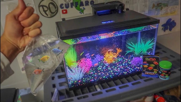 NEW* GLO-FISH 10G AQUARIUM SETUP!!! 