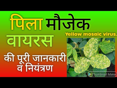 वीडियो: आंवला मोज़ेक