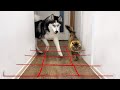 No One Will Pass Here! Dogs And Cats Against Spiderweb
