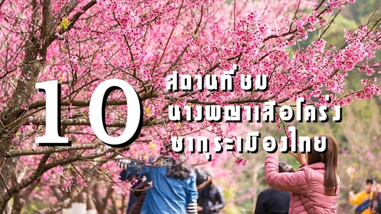 ดอก ซากุระ บาน เดือน ไหน  New Update  10 สถานที่ชม ดอกซากุระเมืองไทย (พญาเสือโคร่ง)
