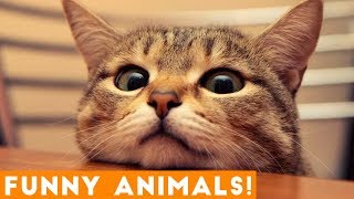 Funniest Pets & Animals of the Week Compilation October 2018 | Funny Pet Videos