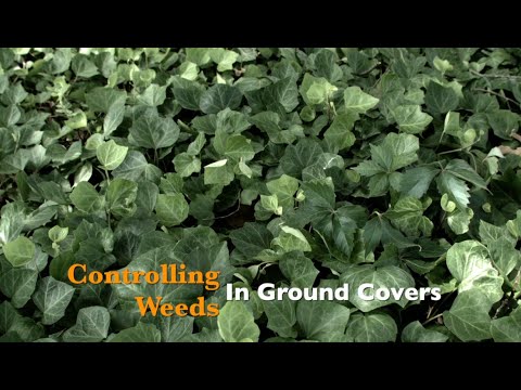 Video: Periwinkle Weed Control – kuidas eemaldada Periwinkle'i maapind