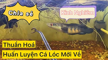 Chia Sẻ Cách Huấn Luyên , Thuần Hoá Cá Lóc Cảnh Mới Về | Cá Lóc Cảnh Nhà Vario Lê