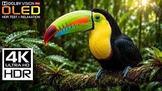 Impossible Nature Birds | OLED HDR TEST | Dolby Vision 120fps (4K Ultra HD)