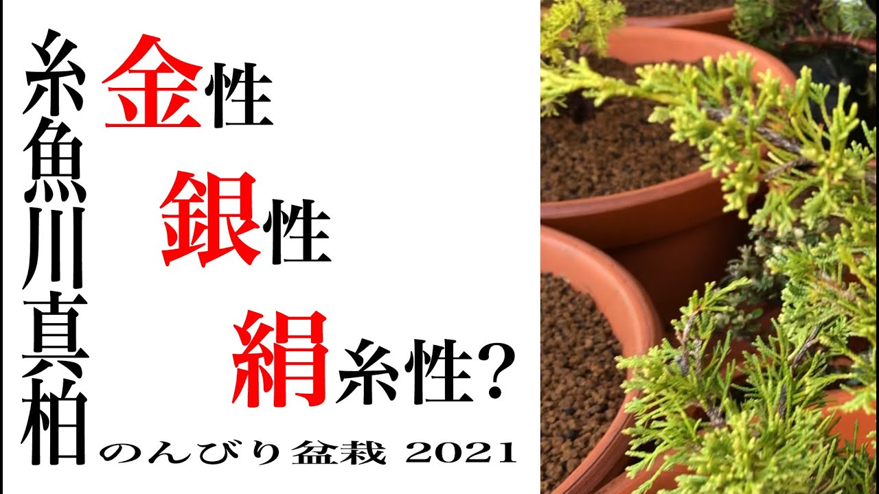 糸魚川真柏 金性、銀性、絹糸性？ / のんびり盆栽2021 - YouTube