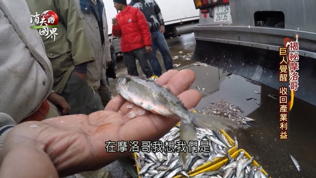 【消失的國界 | 揭密摩洛哥特別企劃PART1】沙丁魚王國 摩洛哥外銷漁獲 自己人卻吃不起魚 | 主播 李天怡 | 三立新聞台
