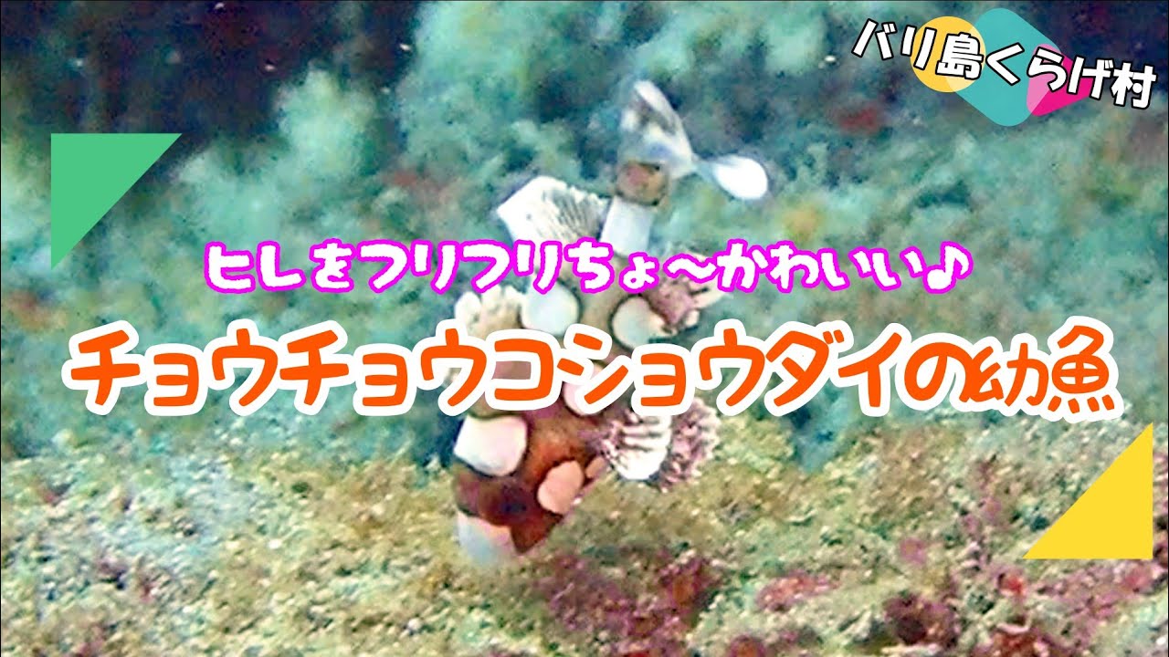 誰もが見入っちゃう ちょ かわいいお魚 このサイズの時に見てもらいたい ヒレをフリフリの チョウチョウコショウダイの幼魚 Youtube