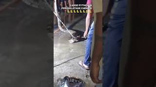 Big python in perugulathur chennai 📍🐍#python #pythons #snacks #chennai