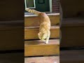 The Kat Escaped (Again) 📉🐱