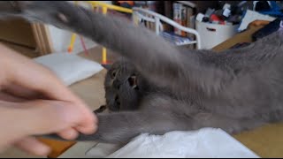 ティッシュ取ルベーザ四天王のひとり「尻のスズマロッツォ」