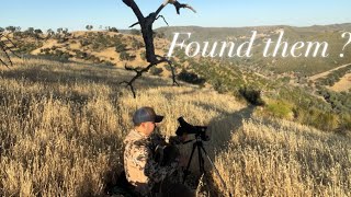 A Zone California Deer Scouting