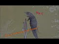 Angry Reptilian Horse Kicks Random Dinosaurs | Tenontosaurus Gameplay | - The Isle Evrima