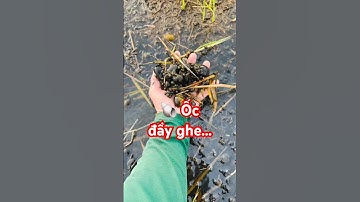 @cadacsan ✅ Hôm nay thu được nhiêu đây nghề Ủi Ốc mùa nước nổi Miền Tây #việclàm @giathuysan