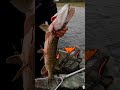 ХОРОШАЯ ЩУКА , GOOD PIKE #fishing #спиннинг #pike