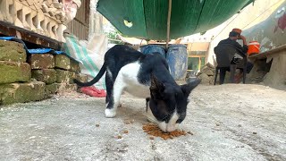 Hungry Street Cat came Running after Smelling the Yummy Food!